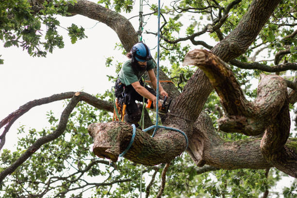 Best Tree Trimming and Pruning  in New Egypt, NJ