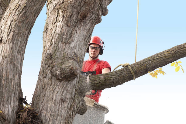 Best Hedge Trimming  in New Egypt, NJ